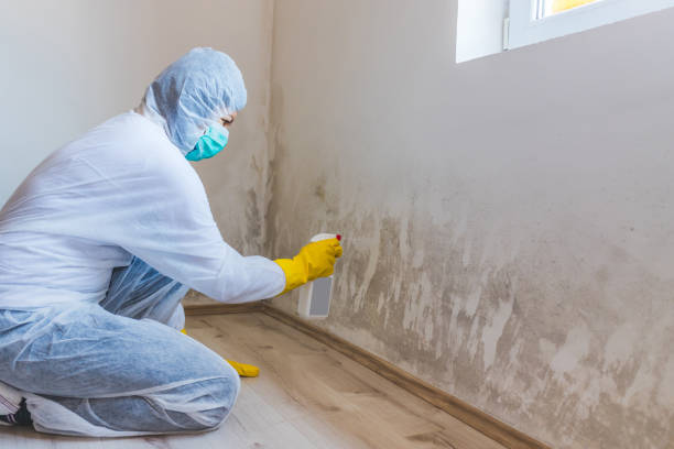 Licensed Attic Mold Remediation service in Farmington, IL - 24 Hour Mold Removal