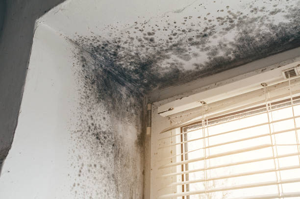 Affordable Attic Mold Remediation solutions in Farmington, IL