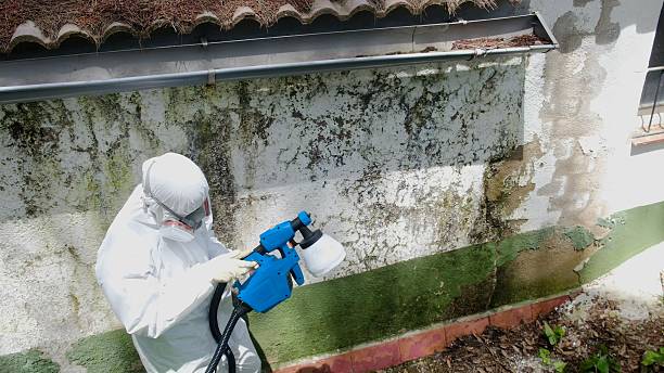 Top rated local Attic Mold Remediation specialists in Farmington, IL